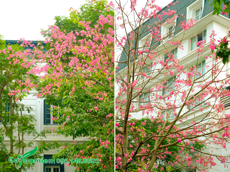 Những cây Mỹ Nhân trồng ở khu biệt thự