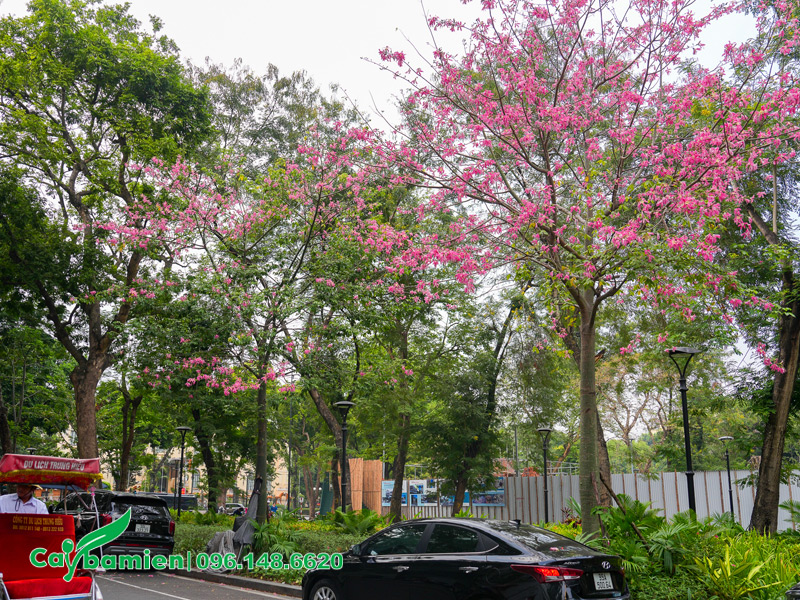 Mỹ Nhân nở hoa vào mùa Đông tại khu vực miền Bắc
