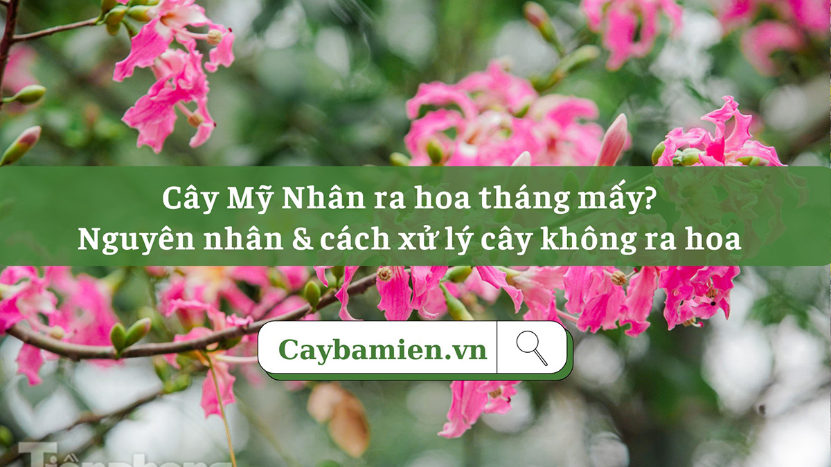 Cây Mỹ Nhân ra hoa tháng mấy? Nguyên nhân và cách xử lý cây không ra hoa