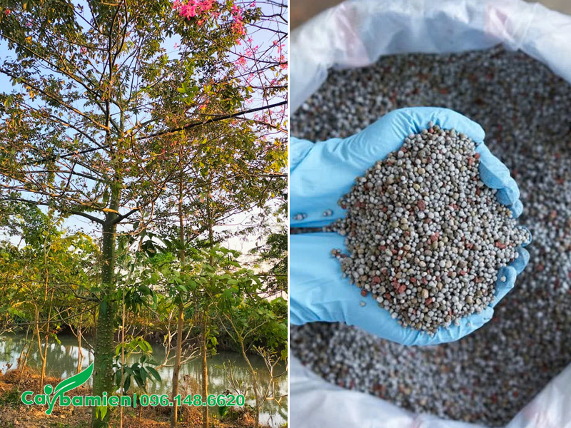 Bón phân cho cây Mỹ Nhân công trình nở hoa