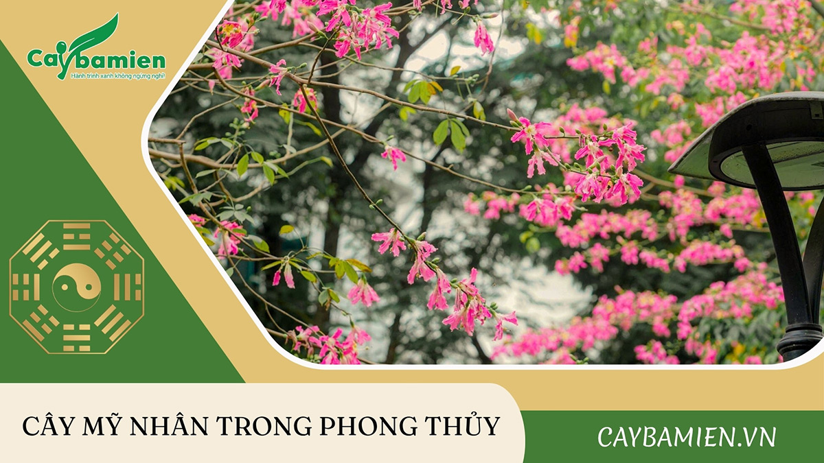 Cây Mỹ Nhân trong phong thủy: Hợp mệnh gì, trồng ở đâu để hút tài lộc?