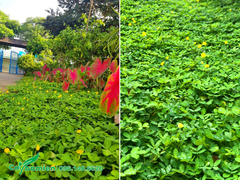 Cỏ lá lạc trồng trên đất phèn giúp cải tạo đất hiệu quả