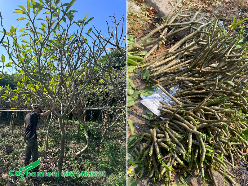 Chuẩn bị cành để tiến hành giâm cành cho cây hoa đại