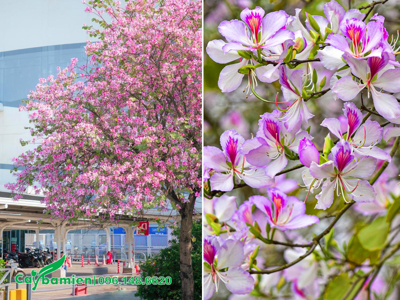 Khi cây hoa ban trắng Tây Bắc khoe sắc vào mùa Xuân