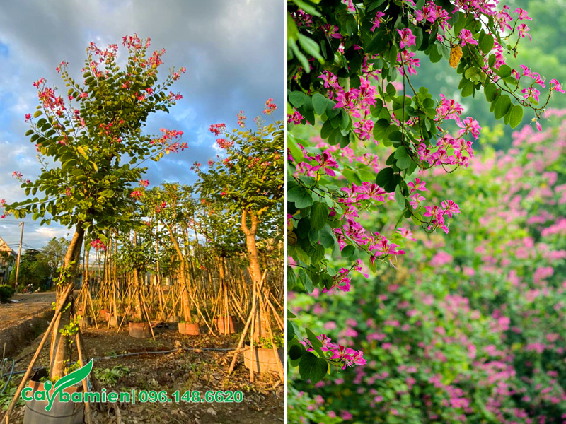 Mua và trồng cây ban tím đã dâm ủ kỹ đường kính gốc 15cm