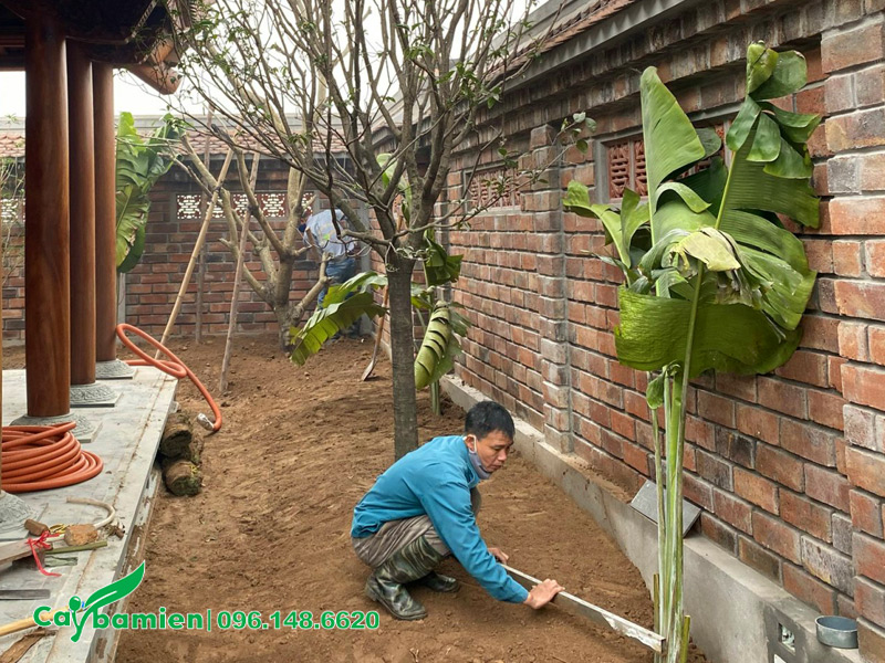 Làm tơi xốp sau đó làm phẳng đất thịt để trồng thảm cỏ