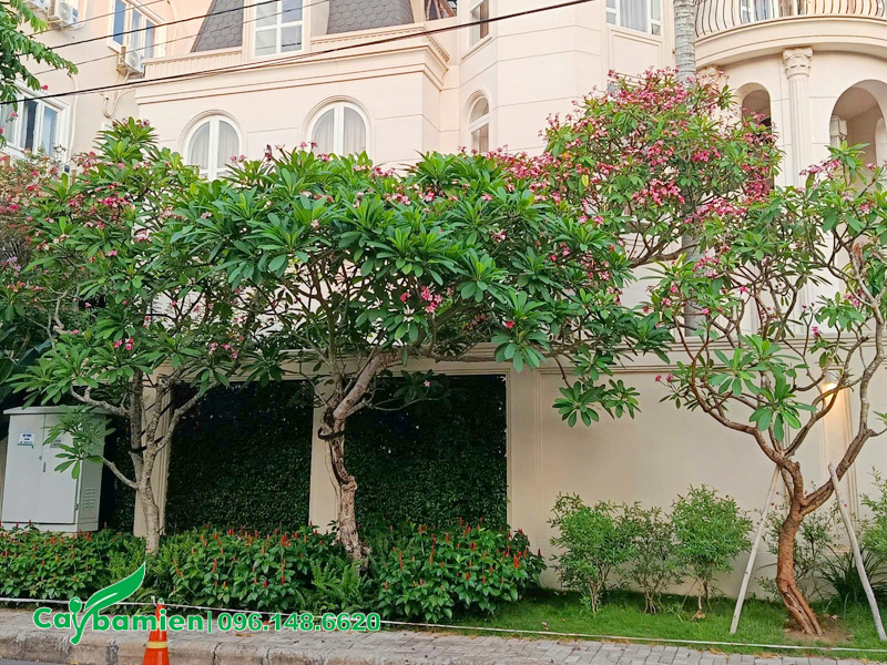 Trồng hàng cây hoa đại đỏ trước nhà biệt thự