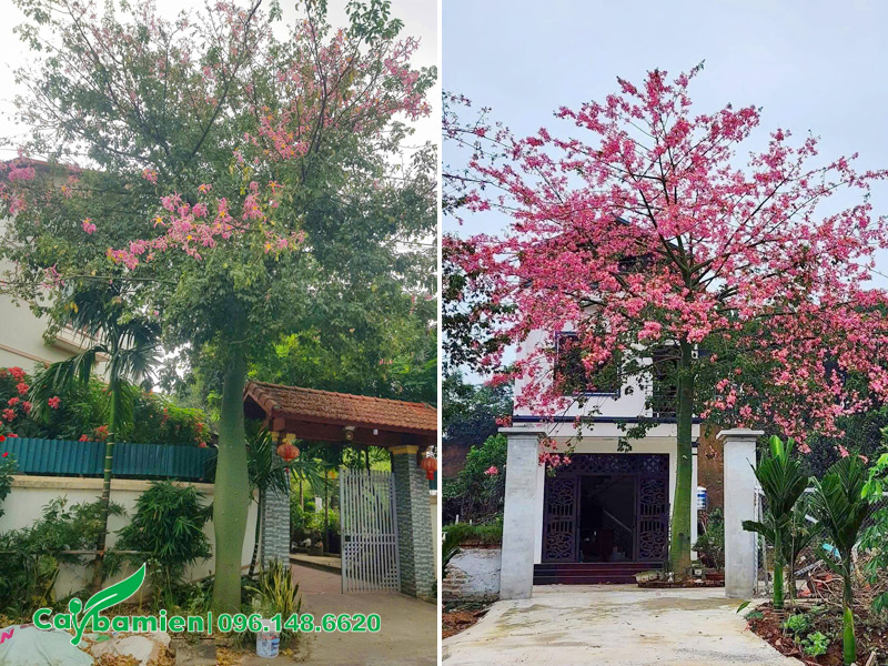 Vị trí trồng cây Mỹ Nhân trong phong thủy 