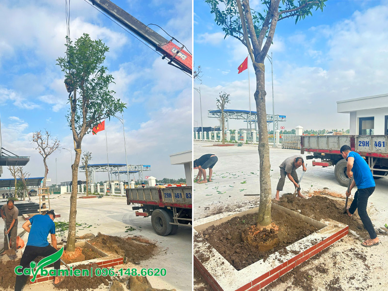 Công nhân đang thi công trồng cây xoài công trình cho dự án