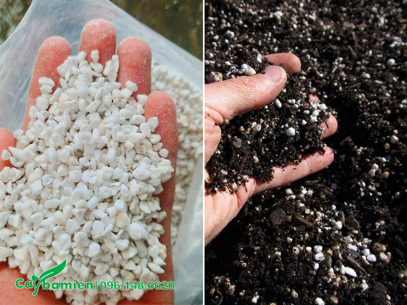 Đá trân châu dùng để trộn giá thể trồng cây xanh