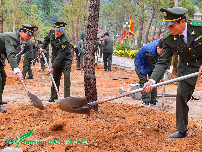 Dùng đất đỏ để trồng cây Thông công trình đường kính gốc 25cm