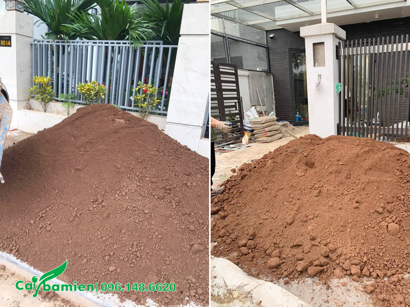 Đất phù sa sông dùng để trồng cây xanh, cây rau và các loại cây ăn trái