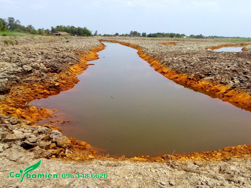 Một khu đất trũng bị nhiễm phèn ở vùng đồng bằng ven biển