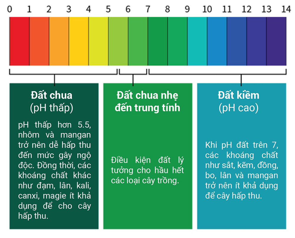 Đất phèn là loại đất chua có nồng độ pH thấp