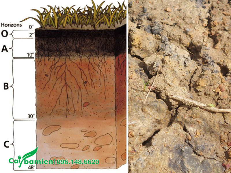 Hình ảnh minh họa cấu trúc đất phèn