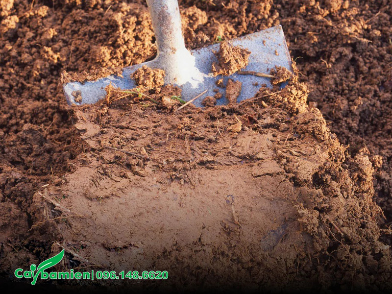 Đất sét trồng cây xanh nông nghiệp