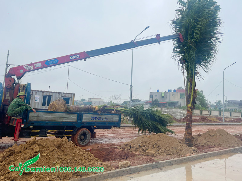 Sử dụng đất thịt để lấp hố khi trồng cây trên đất sét