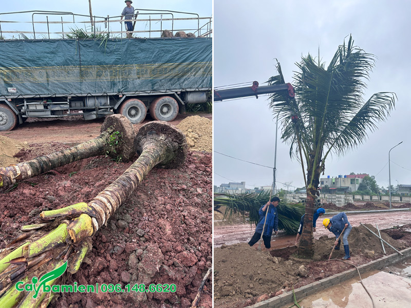 Đất thịt trồng cây dừa công trình - một loại cây ưa nước, dễ trồng và dễ sống