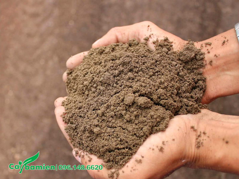 Kiểm tra đất thịt pha cát trước khi đưa vào trồng cây