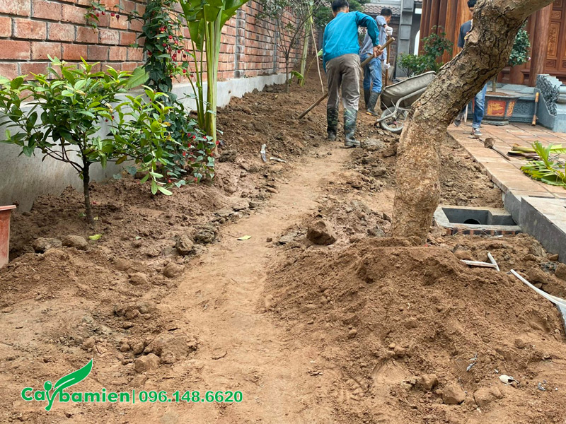 Công nhân đang tiến hành cào xới để làm tơi lớp mặt của đất thịt trước khi trồng cây
