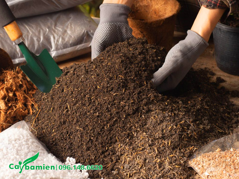 Tiến hành trộn giá thể đất trồng cây công trình