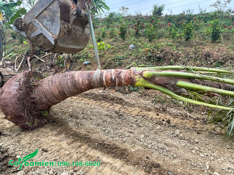 Máy múc giúp nâng đỡ cây vào hố trồng