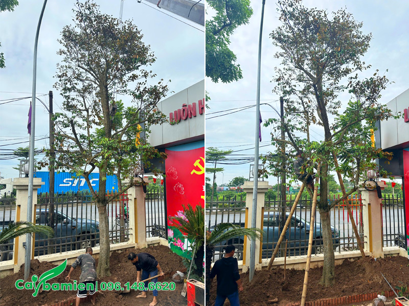 Trồng và chống cọc chắc chắn cho cây vú sữa cổ thụ