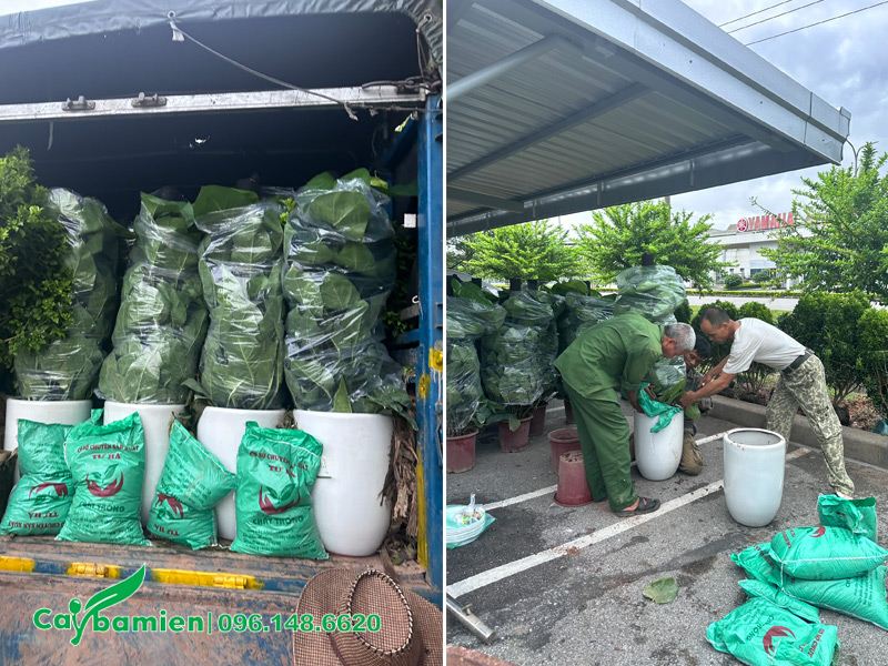 Cây Ba Miền đang trồng cây cảnh vào chậu cho khách hàng