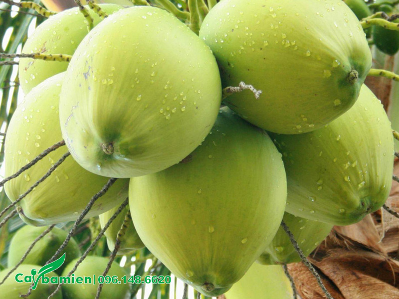 Trái dừa xiêm chuẩn bị thu hoạch