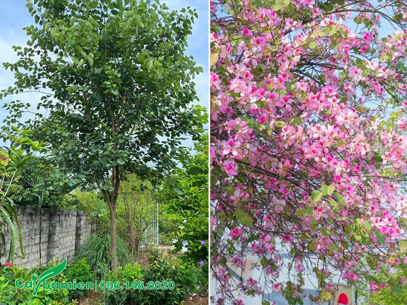 Cây hoa ban có sức sống mạnh mẽ, nở hoa cực kỳ sai