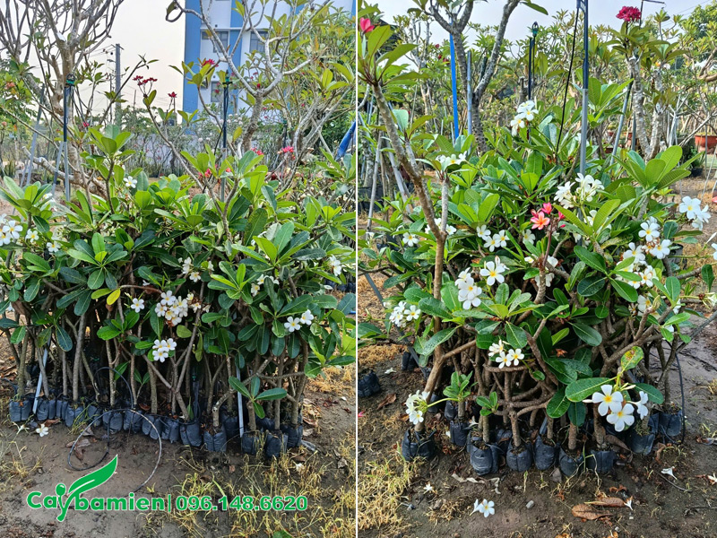 Giâm cành cây hoa đại tại nhà vườn, tất cả đều khỏe đẹp và đang ra hoa