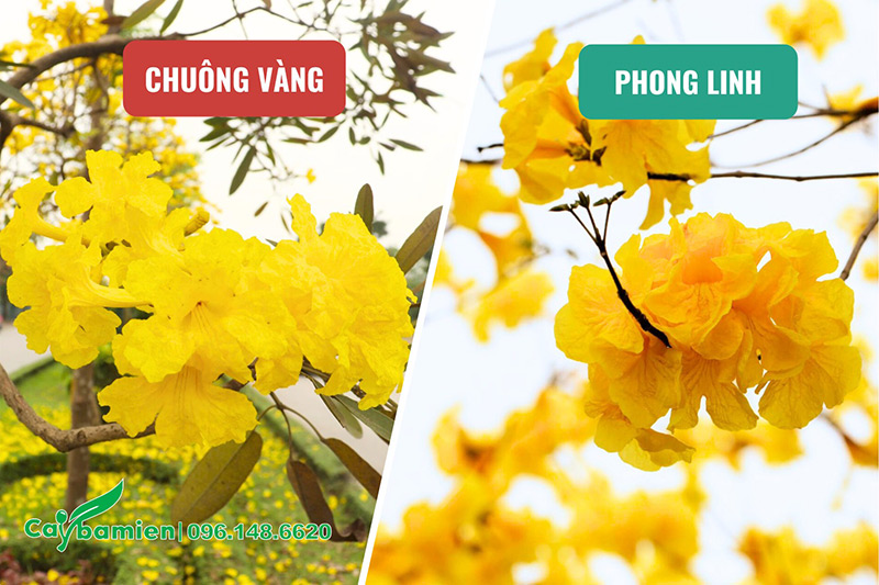 Hình ảnh hoa của cây chuông vàng và cây phong linh vàng