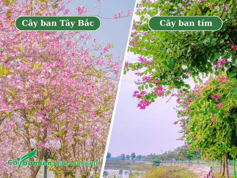 Hình ảnh cây ban Tây Bắc và cây Ban Tím trồng vỉa hè đường phố
