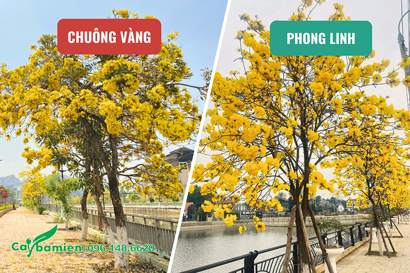 Hình ảnh so sánh hình dáng của hai loại cây: chuông vàng và phong linh vàng