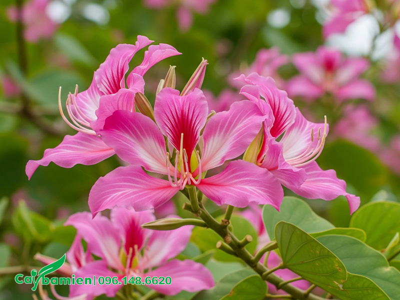 Những bông hoa Ban Tím khoe sắc