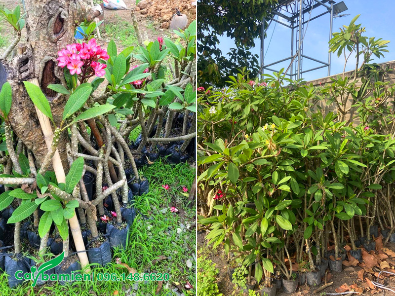 Cành giâm cây hoa đại đang ra hoa