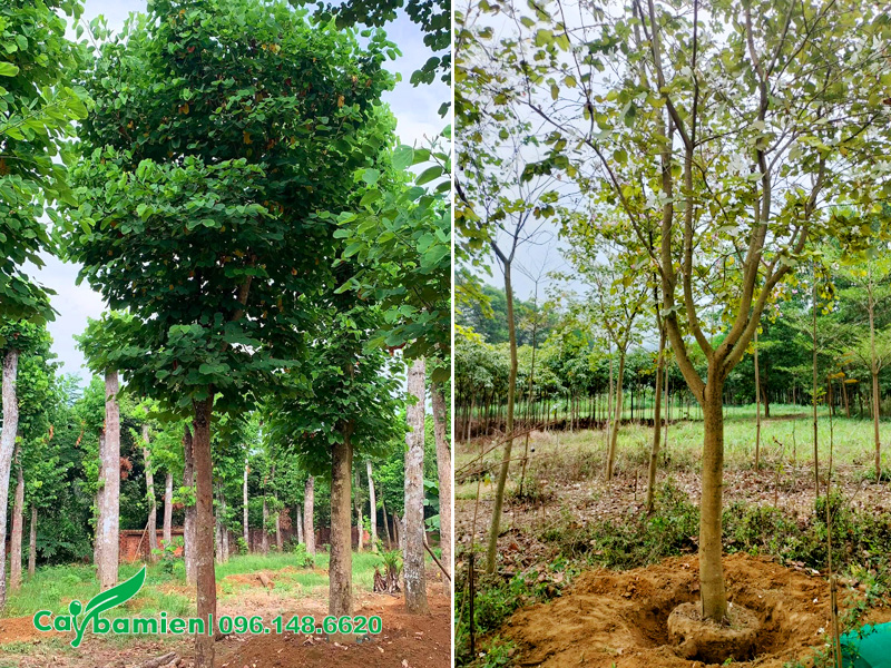 Cây hoa ban trồng biệt thự đường kính gốc 10 - 15cm