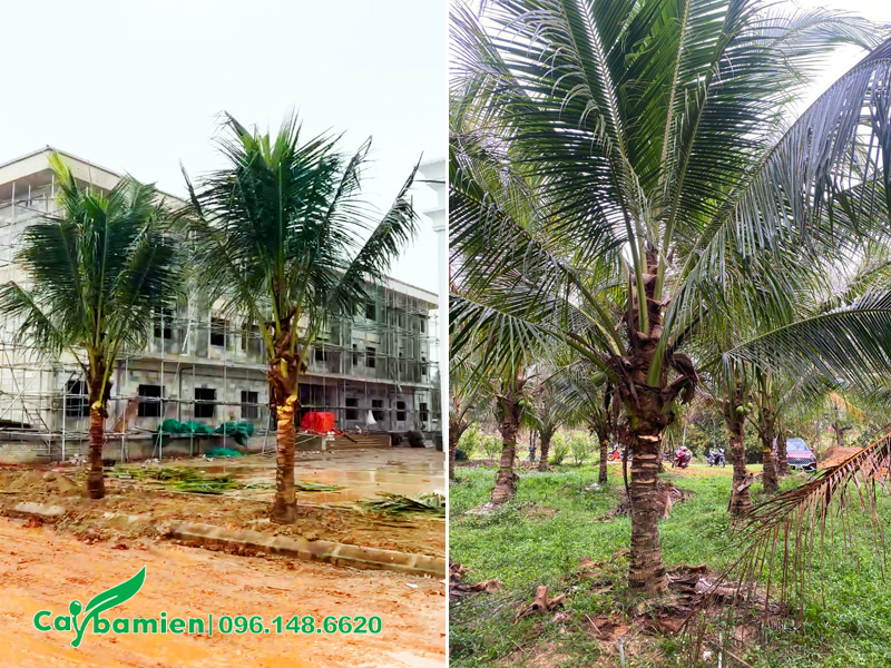 Cải tạo đất sét trồng cây quy mô lớn cho nhà máy tại Thanh Hóa