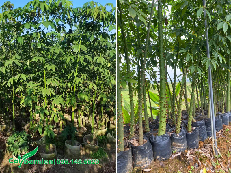 Nhân giống mỹ nhân bằng cành, cây khỏe đẹp, phát triển tốt