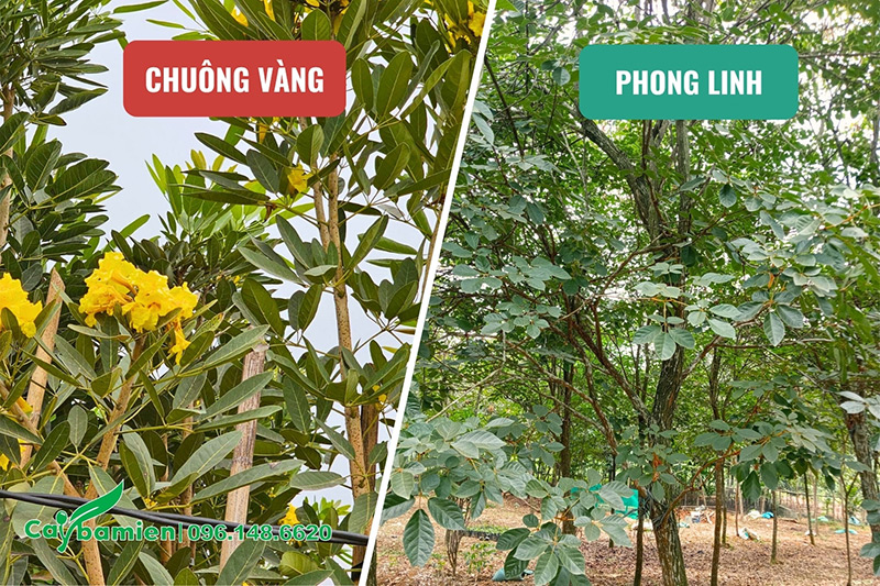 Quan sát lá cây chuông vàng và cây phong linh để nhận biết và phân biệt