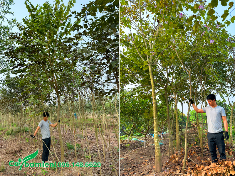 Vườn nuôi trồng cây hoa ban Tây Bắc công trình