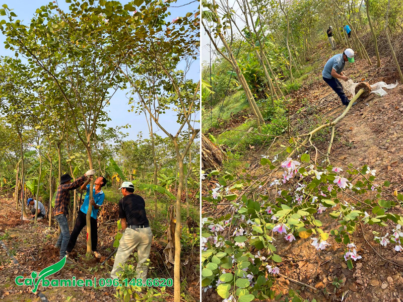 Nhà vườn đang cho công nhân đánh bầu những cây hoa ban Tây Bắc đường kính gốc 7 - 8cm