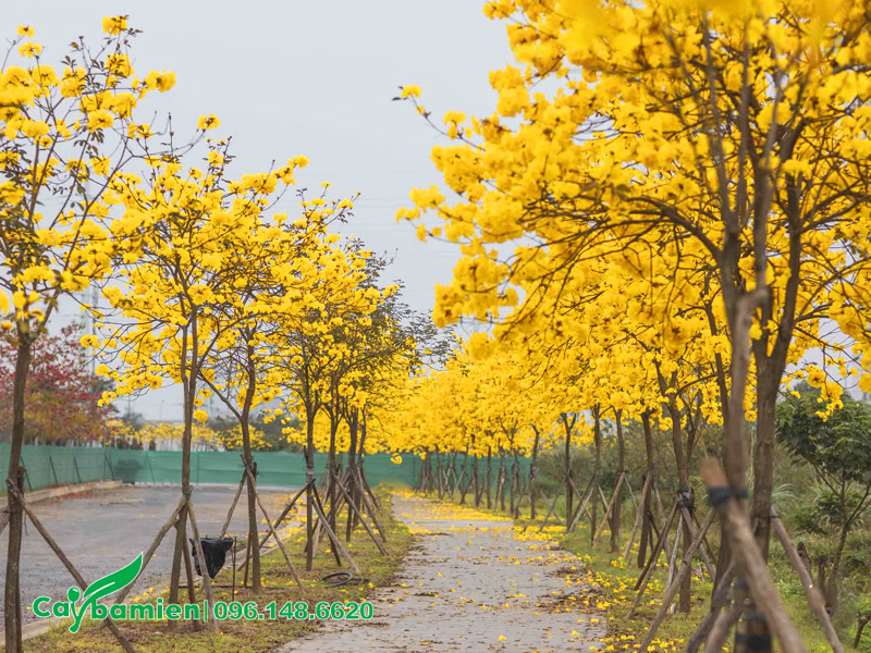 Những hàng cây phong linh vàng siêu đẹp trồng ở khu đô thị