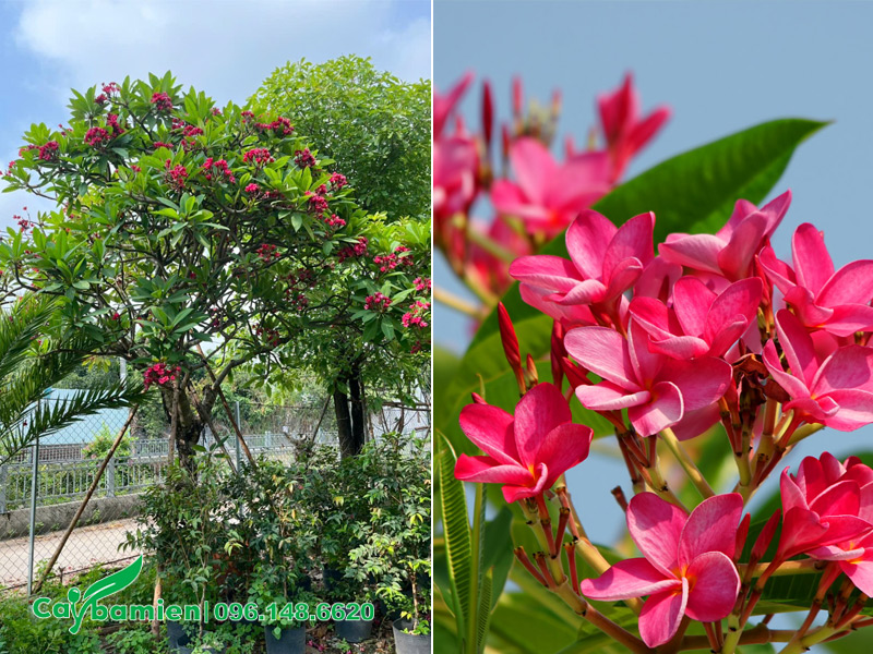 Hình ảnh cây hoa đại đỏ trồng trước nhà