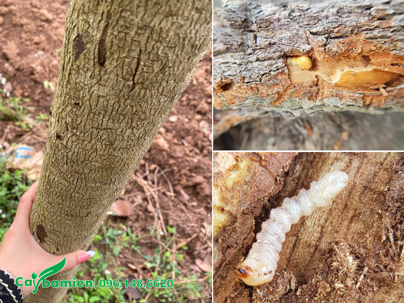 Sâu đục thân tấn công cây hoa ban