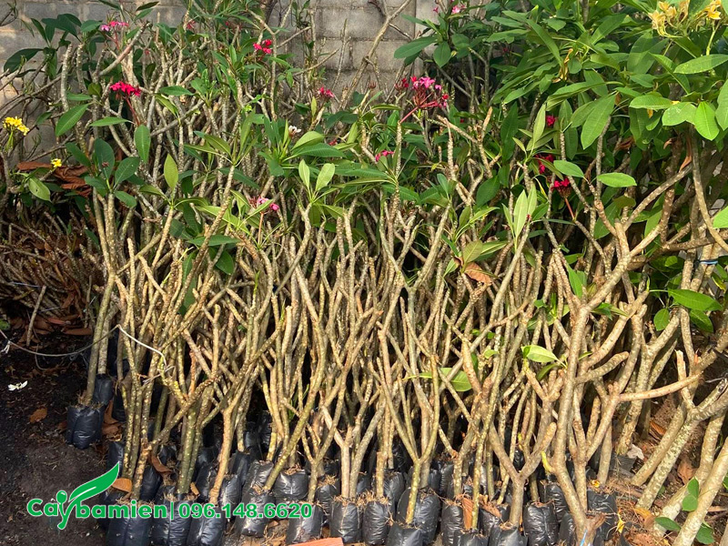 Vườn cây giống hoa đại giâm cành số lượng lớn