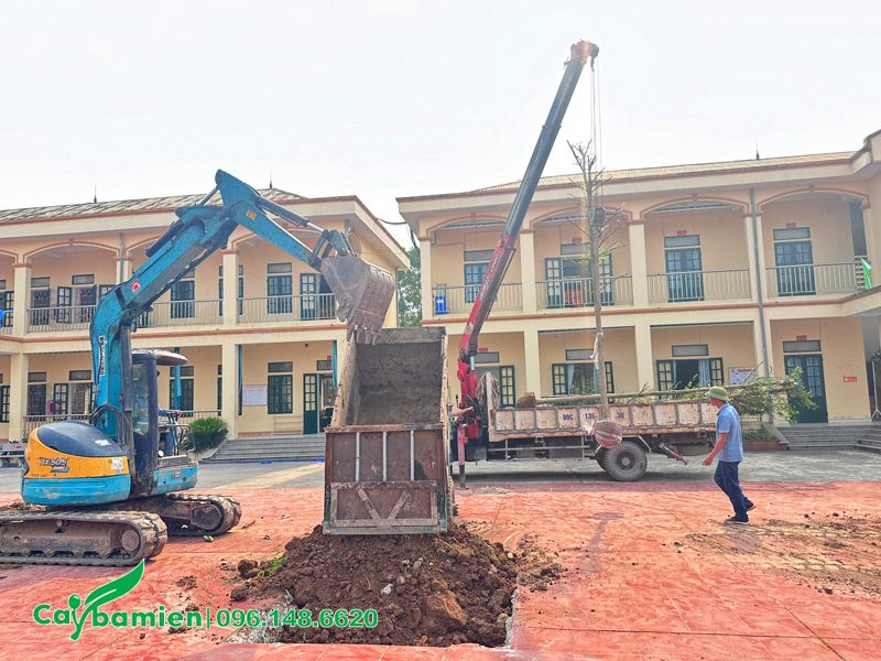 Cung cấp cây bàng đài loan, đất thịt và thi công trồng cây cho dự án trường học