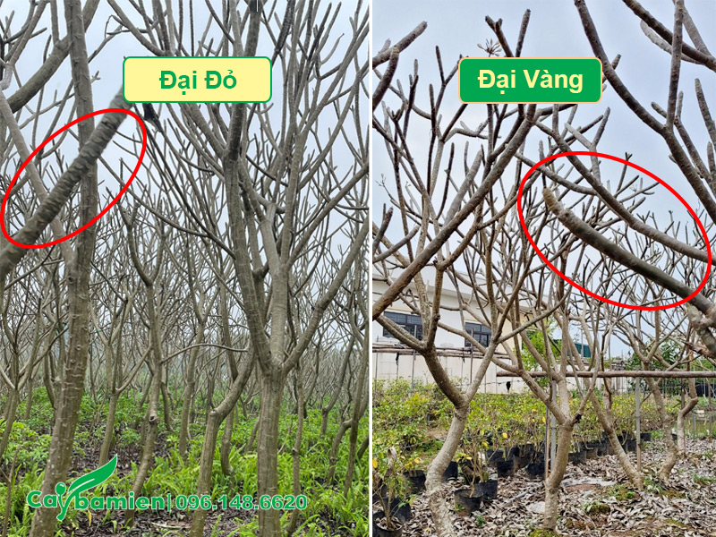 Phân biệt các loại cây hoa đại qua thân cành của cây