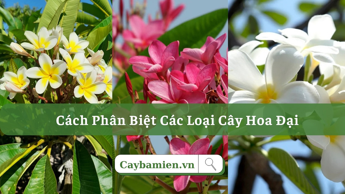 Các chuyên gia mách bạn: Cách phân biệt các loại cây hoa đại ở Việt Nam