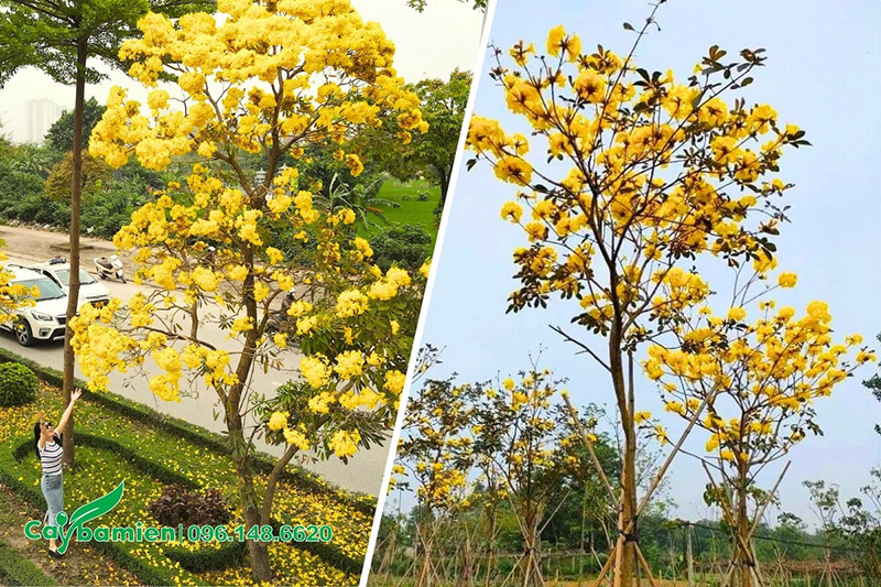 Hình ảnh so sánh cây chuông vàng và cây phong linh vàng đang nở hoa